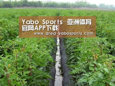 种植基地三